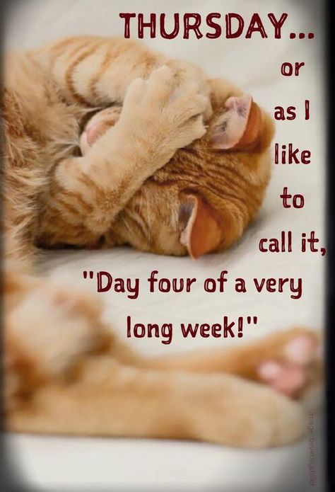 Day four of a very long week thursday thursday humor funny thursday quotes thursday images Long Week Humor, Funny Animal Humor, Thursday Funny, Funny Thursday Quotes, Thursday Images, Thursday Humor, Happy Thursday Quotes, Good Morning Thursday, Morning Memes