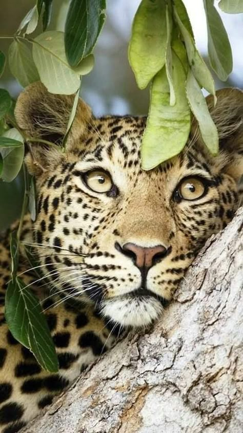 Regard Animal, Jaguar Animal, Animal Reference, Majestic Animals, Animal References, Cheetahs, Animals And Birds, Big Cat, Animal Photos