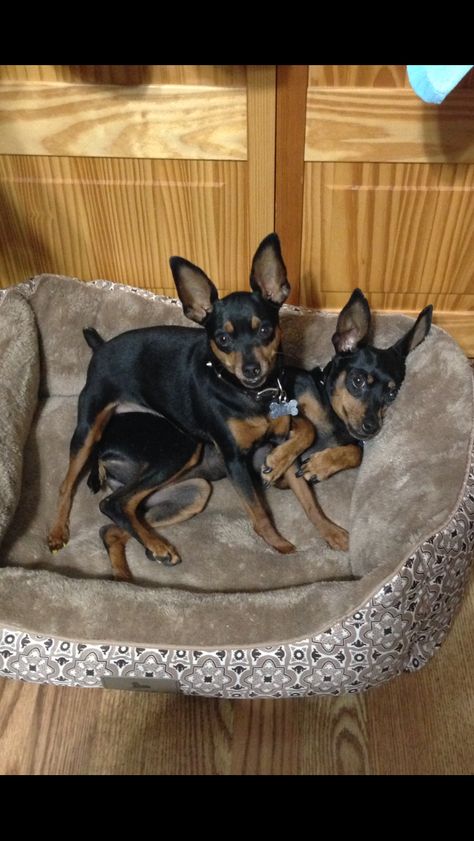 Pistol Annie and Miss Cricket 2016 -min pins Mini Pinscher Chihuahua, Mini Pinscher Puppy, Min Pin Dogs Mini Pinscher, Miniature Doberman, Min Pin Dogs, Minpins Mini Pinscher Dogs, Miniature Pinscher Puppy, Pincher Dog, Min Pins