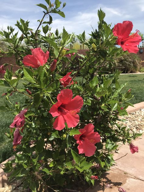 this hibiscus bush just wont quit Jamaica Flower, Hibiscus Bush, Journal Photos, Teacher Cartoon, Hawthorn Berry, Blue Lotus Flower, Hibiscus Plant, Planting Ideas, Plant Images