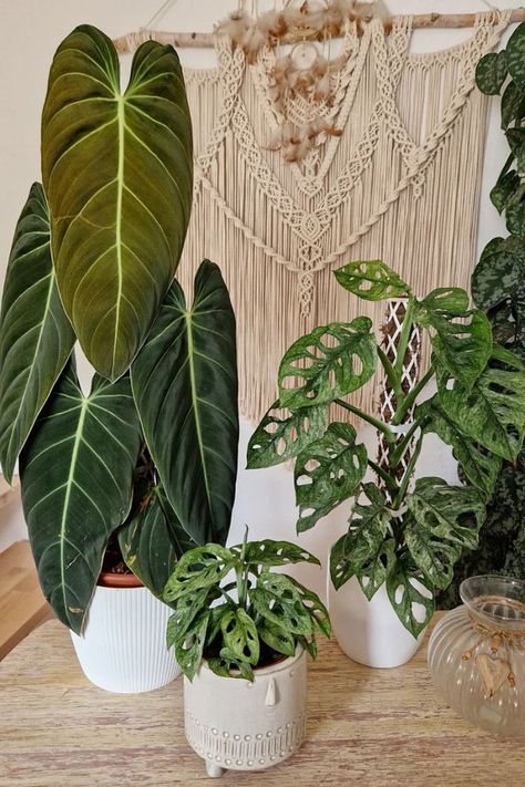 houseplants, plantlover, plantsmakepeoplehappy, plantparent, leaf, leafy, plant, plantlover, plantlife, houseplant, green, garden, indoorplants, houseplants, plantdecor, indoor jungle, indoorgreenhouse, indoorgardener, indoorhouseplants, indoorgardens, indoorplantdecor, indoorplantsph, indoorplantstyling, indoorgreen, plantcollection, plantslover, plants, philodendron, monstera, Philodendron Melanochrysum, Monstera Adansonii Mint Philodendron Melanochrysum, Tiger Blanket, Tiger Hoodie, Tiger Rug, Monstera Adansonii, Radiate Confidence, Philodendron Monstera, Tiger Pattern, Indoor Jungle