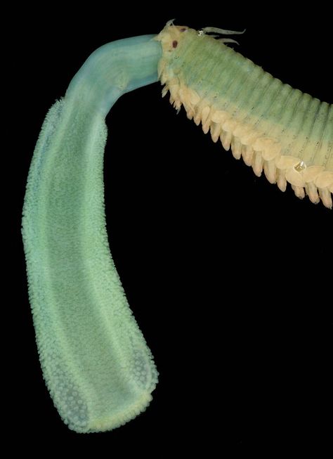 rhamphotheca:  A proboscis is a common mouth appendage in many groups of worms, like this nereid polychaete. Credit: Malcolm Storey, Bioimag... Proboscis Worm, Botanical Illustration, Science, Water