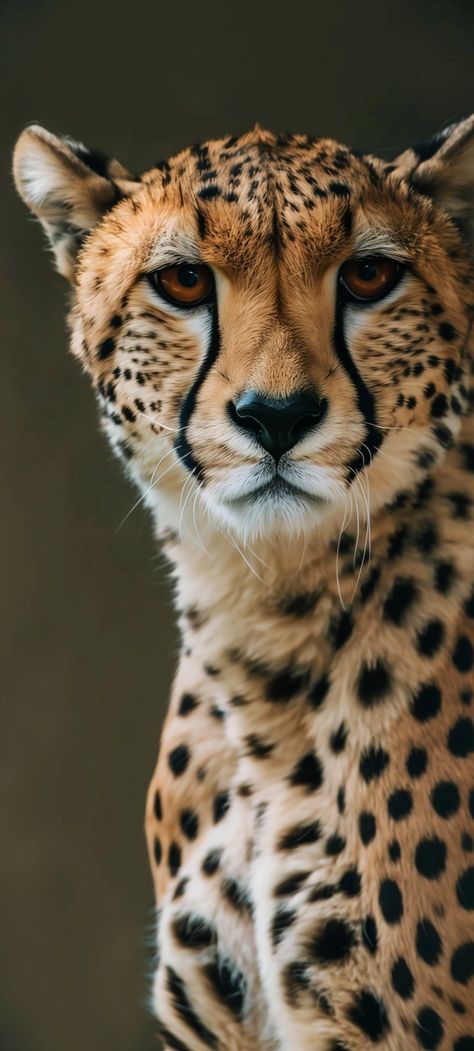 Cheetah Eyes, Cheetah Pictures, Cheetah Wallpaper, Real Cat, Cutee Animals, Baby Cheetahs, Big Cats Art, Wallpaper Doodle, Exotic Animals