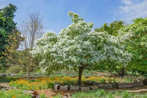 Chionanthus virginicus (Fringe Tree) Fringe Tree, Flowering Cherry Tree, Blue Fruit, Missouri Botanical Garden, Blue Fruits, Cold Frame, Pollinator Garden, How To Attract Birds, Traditional Garden