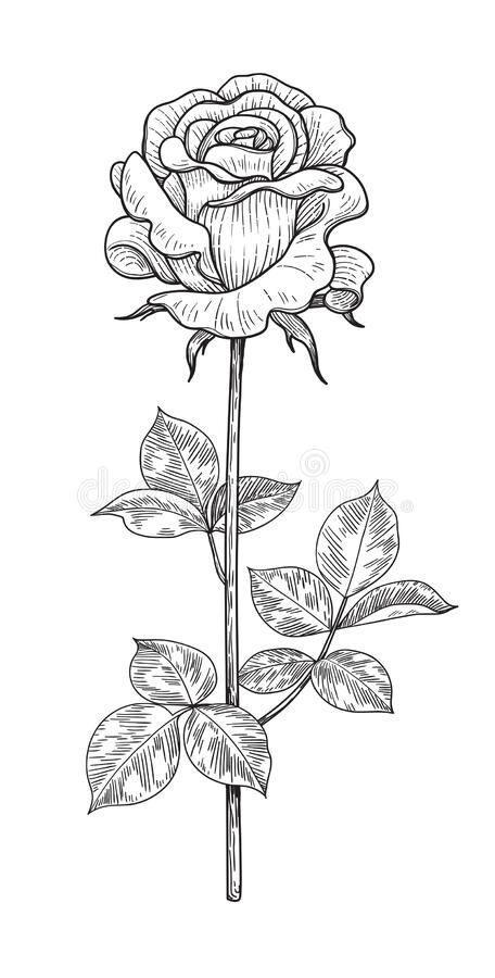 Hand drawn Monochrome Rose Bud with Leaves. Hand drawn rose bud on stem with l #Sponsored , #ADVERTISEMENT, #ad, #Monochrome, #Hand, #bud, #Rose Drawn Rose, Rose Drawing Tattoo, Rose Coloring Pages, Rose Sketch, Doodle Art Flowers, Flower Drawing Tutorials, Adult Coloring Designs, Flower Art Drawing, Rose Drawing