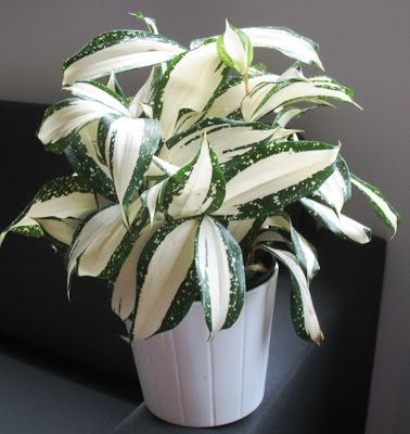 Dracaena Surculosa, Plant Goals, Inside Plants, Variegated Plants, Unusual Plants, House Plants Decor, Unique Plants, Cactus Y Suculentas, House Plants Indoor