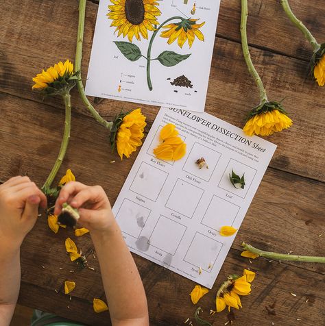 Sunflower Dissection Activity for Kids [Free Unit Study] – Treehouse Schoolhouse Sunflower Math Activities, Montessori Sunflower Activities, Homeschool Nature Activities, Flower Unit Study, Sunflower Unit Study, Sunflower Dissection, Preschool Sunflower Activities, Sunflower Provocation, Sunflower Activities For Kids