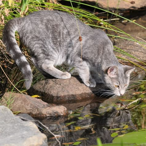 Beach Cat Aesthetic, Cat Reference Photo, Cat Photography Aesthetic, Cat In Nature, Warrior Cats Clans, Cats Reference, Cats In Nature, Warrior Cats Oc, Cat Poses