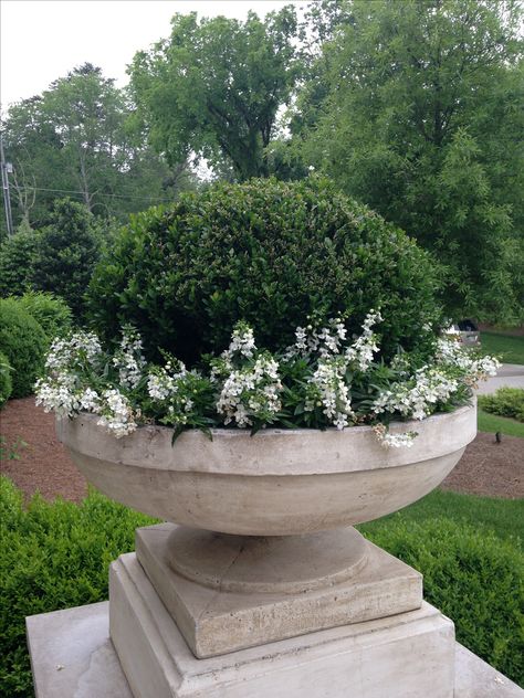 ANGELONIA. Planted with American boxwood and white spreading angelonia. Hydrangea Trees, White Allium, Boxwood Planters, American Boxwood, Pot Arrangements, Boxwood Landscaping, Outdoor Urns, Affordable Backyard Ideas, Boxwood Garden