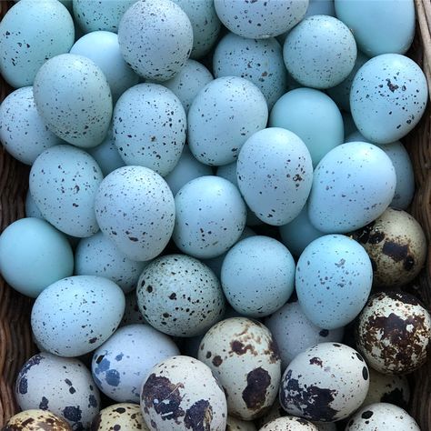 Alchemist Blue Quail Eggs from Alchemist Farm Quail Raising, Japanese Quail, Raising Quail, Eggshell Color, Paint Dipping, Quail Hunting, Blue Things, Quails, Vintage Statues