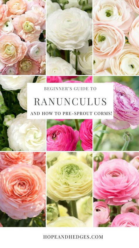 It's no wonder so many people LOVE Ranunculus flowers! This is the ultimate beginner's guide to growing ranunculus in the garden. From how to plant ranunculus to how to pre-sprout ranunculus corms, here are the best ranunculus tips and tricks. Planting Ranunculus Bulbs, Pink Ranunculus, Ranunculus Garden, Ranunculus Bouquet, Growing Cut Flowers, Blossom Garden, Ranunculus Flowers, Flower Business, Garden Nursery