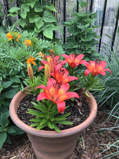 Growing Lilies in Containers - My Northern Garden Growing Lilies, Summer Bulbs, Lily Garden, Easy Plants To Grow, Lily Bulbs, Sun Porch, Asiatic Lilies, Lily Plants, Wallpaper Flower