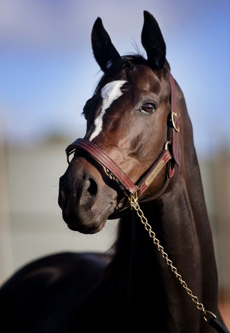 Zenyatta Horse, Famous Horses, Race Horses, Thoroughbred Horse, Majestic Horse, All The Pretty Horses, Horse Crazy, Equine Photography, Horse Life