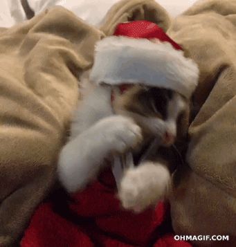 Finding Neverland Grinch Heart Grew, Grinch Heart, Very Funny Gif, Christmas Kitten, Cat Reading, Kitten Gif, Christmas Gif, Jingle Bell, Funny Cute Cats