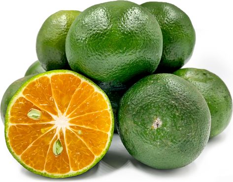 Dalandan Oranges Information and Facts Calamansi Background, Choy Sum, Green Fig, Apricot Recipes, Ghost Plant, Potato Pasta, Bell Pepper Recipes, Kaffir Lime, Beet Recipes