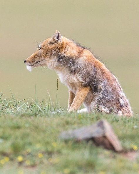 Tibetan Fox Animals, Tibetan Fox, Fox Magic, Real References, Fav Animal, Kingdom Animalia, Pet Fox, Red Fox, Popular Culture