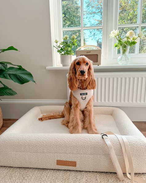 Check out Rupert in his medium size luxury cream bouclé dog bed. The bouclé fabric is made from curly, looped yarn that creates a textured, plush surface. This material is not only trendy in home decor but also perfect for offering your dog a warm, comfortable space to relax throughout the winter months.❄️ It’s durable, easy to clean nature makes it ideal for everyday use and the stylish appearance fits beautifully into modern or minimalist home aesthetics. Dont forget to check out the bea... Aesthetic Dog Bed, Aesthetic Dog, Comfortable Space, Home Aesthetics, Winter Months, Minimalist Home, Dog Bed, Medium Size, The Winter