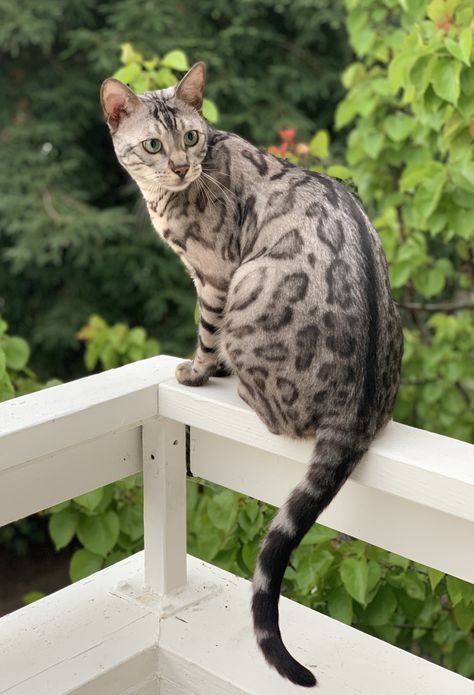 Bengal Cat Aesthetic, Silver Bengal Cat, Silver Bengal, Warrior Cat, Bengal Cat, Cat Aesthetic, Feline, Dog Cat, Kittens