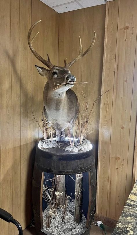 Deer Taxidermy Mounts, Deer Mounts In Living Room, Deer Skull Decor, Deer Mount Ideas, Deer Taxidermy, Hunting Cabin Decor, Bird Taxidermy, Animal Taxidermy, Deer Mounts