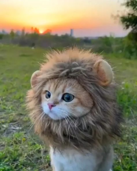 Cats 4 life on Instagram: “Awake the lion in you 🦁😂 - Follow: @catskingdom60 for more! Follow: @catskingdom60 for more! - - 📸Credits: @一只wasabi🌂 - DY - - ✒|Comment…” Lion Hat, A Cat, Lion, On Twitter, Twitter, On Instagram, Instagram