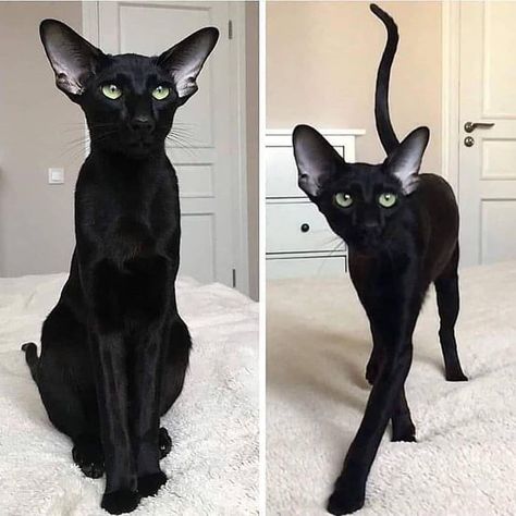 This Egyptian GodCat is outrageously majestic Egyptian Cat, Short Hair Cats, Image Chat, A Black Cat, Pretty Animals, Unique Cats, Warrior Cats, Pretty Cats, Black Cats