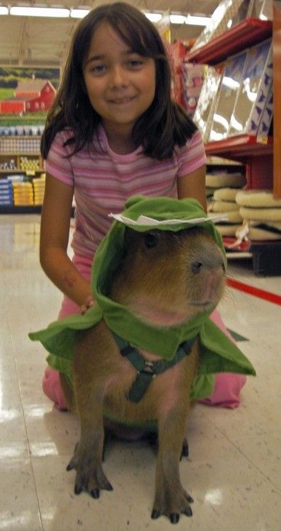 Capybara Aesthetic, A Dinosaur, Animal Stories, Cute Critters, Cute Dinosaur, Large Animals, Little Animals, Rodents, Cat Face