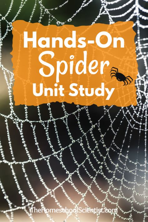 Spider Activity Kindergarten, Spiders Kindergarten Science, Spider Nature Study, Spider Kindergarten Craft, Spider Science Activities, Spider Lessons For Kindergarten, October Unit Study, Spider Inquiry Kindergarten, Spider Unit Preschool