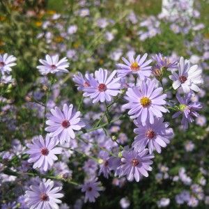 Smooth Blue Aster, Aster laevis American Meadows, Spring Garden Flowers, Aster Flower, Shade Flowers, Plant Garden, Organic Gardening Tips, Fall Plants, Wildflower Seeds, Drought Tolerant