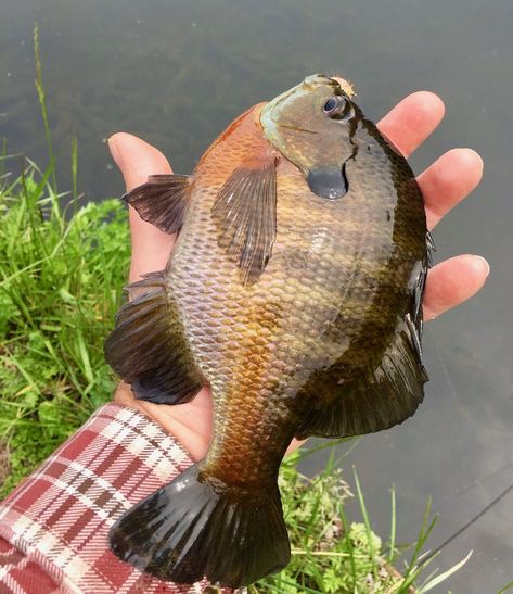 Panfish Fishing, Bluegill Bait, Bluegill Fishing, Fishing Tricks, Crappie Fishing Tips, Fish Pictures, Canoe Fishing, Fish Bait, Trout Bait