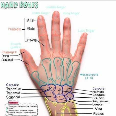 Hand bones . . #hand #doctor #doctors #medical #medicine #anatomy Short Bones Anatomy, Medicine Anatomy, Hand Bones, Physical Therapy School, Physical Therapy Student, Hand Anatomy, Anatomy Bones, Physical Therapy Assistant, Basic Anatomy And Physiology