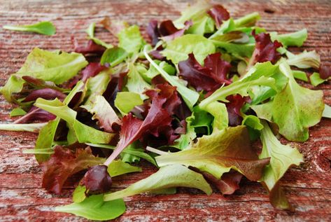 Mesclun Mix SeedsAll Lettuce Salad Mix by CaribbeanGarden on Etsy, $1.79 Backyard Farm Ideas, Lettuce Types, Planting Lettuce, Types Of Lettuce, Seed Garden, Gourmet Salad, Lettuce Seeds, Soil Type, Growing Lettuce