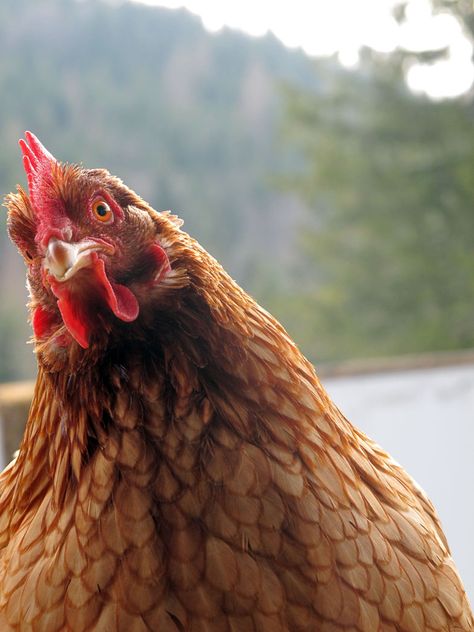 Chicken Animal Photography, Hen Photography, Chicken Pics, Chicken Photography, Chicken Portrait, Chicken Paintings, Crow Photography, Animal Chicken, Carnival Of The Animals