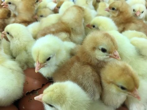 Color sexing in day-old chicks - Laying Hens Different Breeds Of Chickens, Breeds Of Chickens, Day Old Chicks, Rhode Island Red, Laying Hens, Hatching Eggs, Chicken Breeds, Chicken, Color