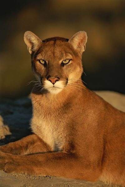 Puma Photography, Cougar Cat, Pumas Animal, Mountain Cat, Mountain Lions, Regnul Animal, Mountain Lion, Puma Cat, Majestic Animals