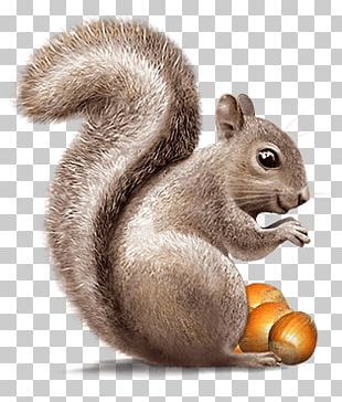 Squirrel Pictures Cartoon, Squrils Cartoon, Squirrel Template, Fall Library, Squirrel Cute, Cartoon Squirrel, Squirrel Clipart, Squirrel Painting, Costumes 2024