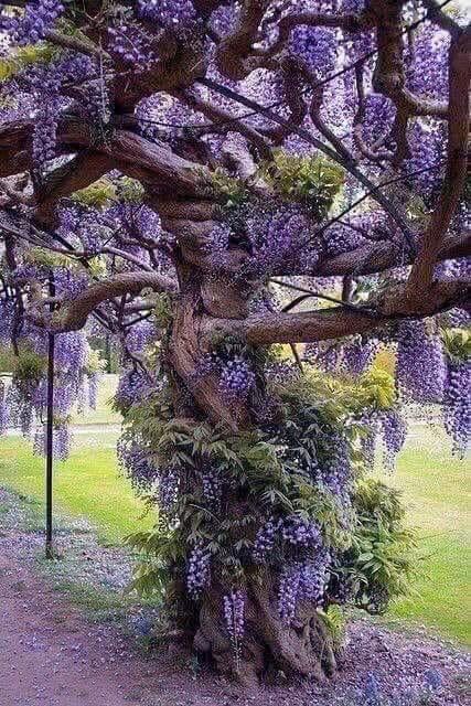 ? An Old Wisteria Tree - Imgur Wisteria Tree, Unique Trees, Aesthetic Things, Nature Tree, Beautiful Tree, Wisteria, Dream Garden, Walkway, Amazing Nature