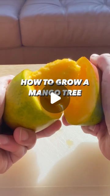 How To Grow Mango From Pit, Growing Mango From Seed, Mango Garden, Mango Plant, School Garden, What To Use, Patio And Garden, Growing Fruit, Grow Your Own