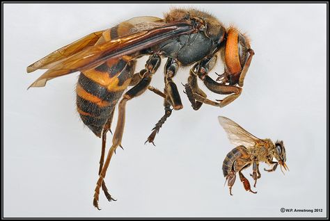 Giant Japanese Hornet. Size comparison to Honey Bee. Japanese Giant Hornet, Bees And Wasps, Flying Flowers, Bee Sting, Insect Art, Baboon, Wasp, Hornet, Bee Keeping