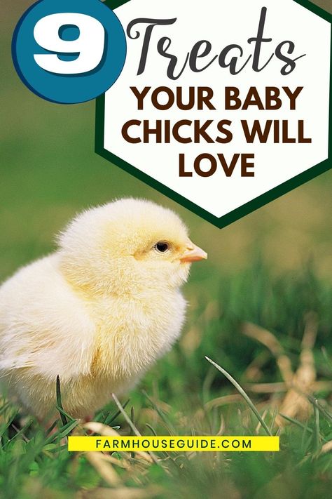 What To Feed Chicks By Age, Caring For Baby Chicks, What Can Baby Chicks Eat, How To Take Care Of Baby Chicks, Chick Enrichment Ideas, Baby Chick Toys Diy, Chick Care 101, Treats For Baby Chicks, Raising Baby Chicks Inside