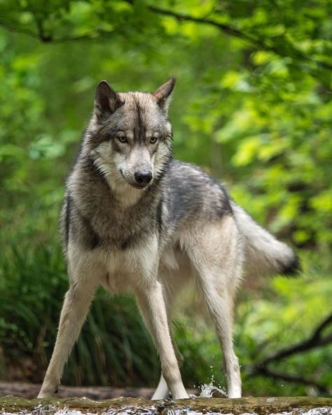 Wolf Reference, Wolf Poses, Wolf Canvas Art, Wolf Stuff, Wolf Photography, Wolf Canvas, Animal Teeth, Wolf Photos, Dog Poses