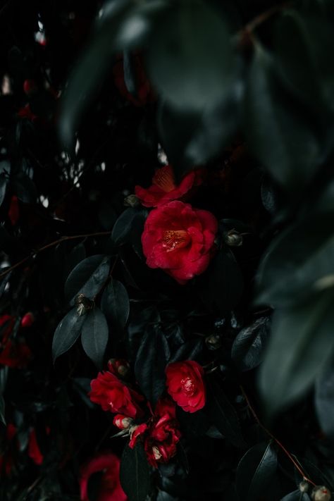 Red flowers Geranium Aesthetic, Tilt Shift Photos, Geranium Leaves, Wallpaper Plant, Bush Flowers, Geraniums Red, Yellow Labrador Retriever, Tilt Shift, Camellia Flower