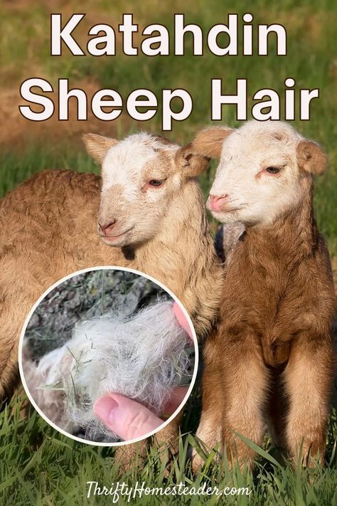 Hair Sheep Breeds, Sheep Showing Tips, Farm Stead, Farming Sheep, Sheep Herding Dogs, Raising Sheep, Raising Sheep For Wool, Sheep Farming, Katahdin Sheep