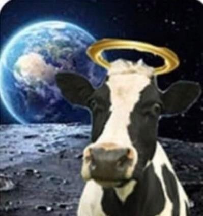 Cow Meme, Holy Cow, A Cow, Silly Animals, Silly Pictures, Funny Reaction Pictures, Out Of This World, 귀여운 동물, Reaction Pictures