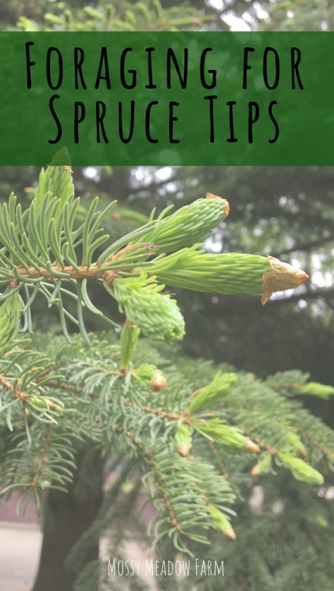 Foraging In Michigan, Foraging Michigan, Michigan Foraging, Dr Seuss Trees, Viking Feast, Tree Medicine, Fasting Ideas, Medicinal Herbs Remedies, Spruce Tips