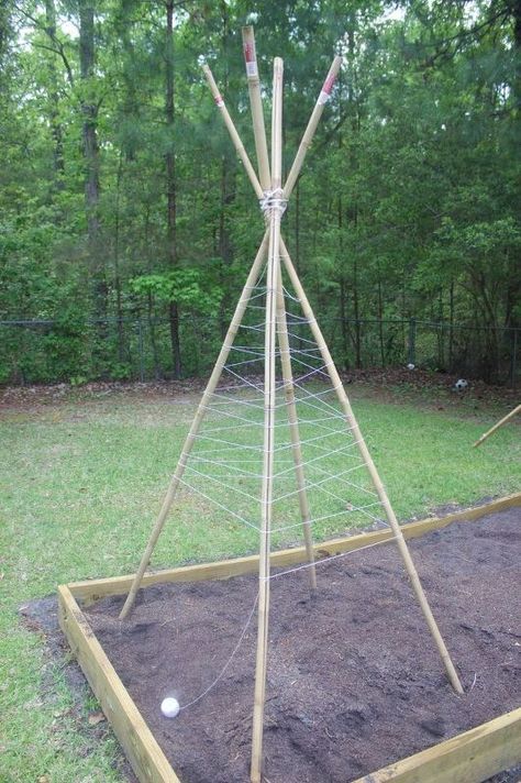 how to build a bamboo pole bean teepee frame, gardening, how to, outdoor furniture, outdoor living, raised garden beds Pole Bean Trellis, Garden Teepee, Bean Teepee, Teepee Trellis, Bean Trellis, Bean Garden, Build A Garden, Diy Teepee, Hippie Garden