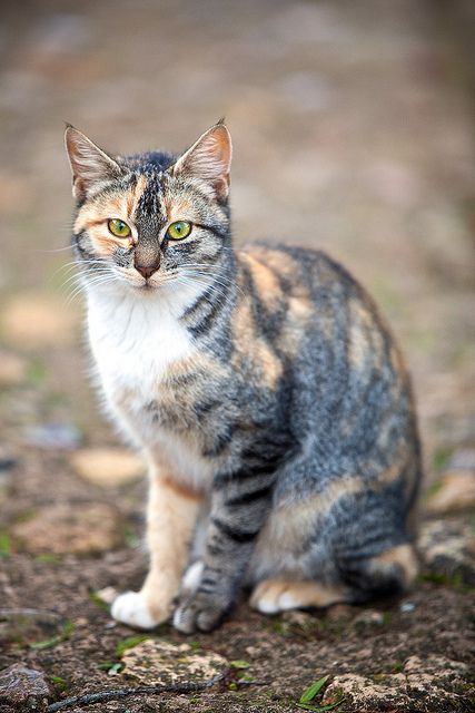 Cat Poses, Cat References, Calico Cats, Cat Reference, Cats Rule, Gorgeous Cats, Cat Pose, Cat Ideas, Cat Photography