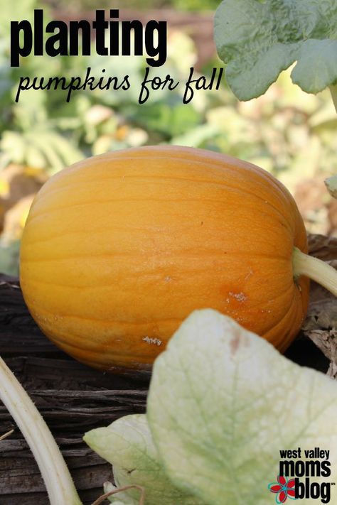 Tips on planting pumpkins for fall! I want to DO THIS! Planting Pumpkins How To Grow, Grow Pumpkins From Seeds, Plant Pumpkins, How To Grow Pumpkins, Grow Pumpkins, Harvesting Garlic, Pumpkin Varieties, Raspberry Bush, Fall Board