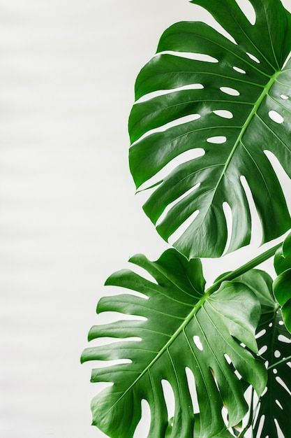 Big Leaf Plants, Leaves Wallpaper Iphone, Leaf Photography, Boho Leaves, Palm Tree Leaves, Palm Plant, Plant Photography, Plant Wallpaper, Big Leaves