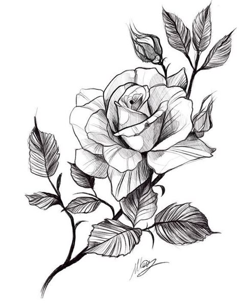 Trin For Trin Tegning, Rose Drawing Tattoo, Flower Tattoo Drawings, Beautiful Flower Drawings, Flower Art Drawing, Floral Tattoo Design, White Drawing, Rose Drawing, Flower Sketches