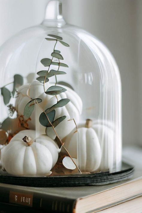 Embrace the enchanting beauty of autumn with our captivating image featuring white pumpkins and fresh eucalyptus in a glass dome. Recreate this charming fall decor for your home and infuse your space with the warmth and rustic charm of the season. Click the link to buy white pumpkins and eucalyptus to embark on your creative journey and immerse yourself in the magic of autumn! Get inspired and elevate your home decor with this delightful fall arrangement. Glass Cloche Decor, Pumkin Decoration, Cloche Decor, Fall Vignettes, Fall Decorating Ideas, Fall Thanksgiving Decor, Fall Deco, Autumn Decorating, Farmhouse Fall Decor